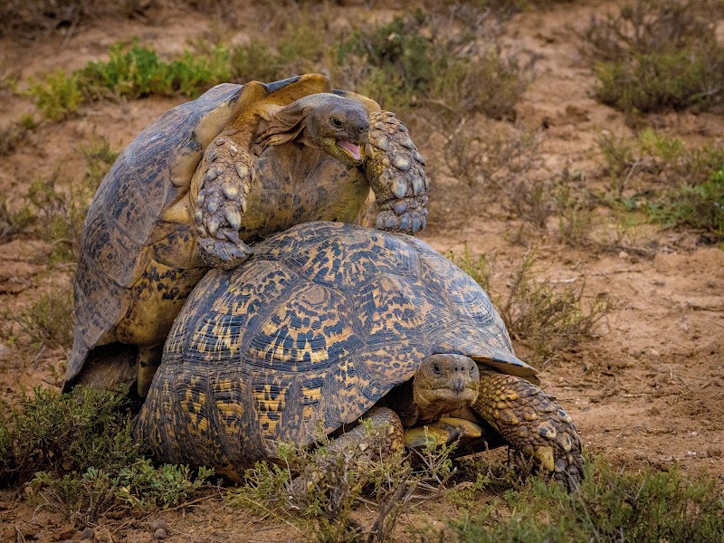 Addo Elephant National Park - Addo Elephant National Park South Africa