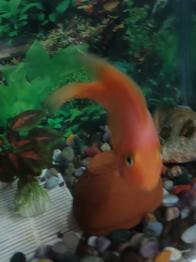 Sea world fish aquarium - Sea world fish aquarium 34PW+VHX, Civil Lines, Bilaspur, Masanganj, Chhattisgarh 495001, India