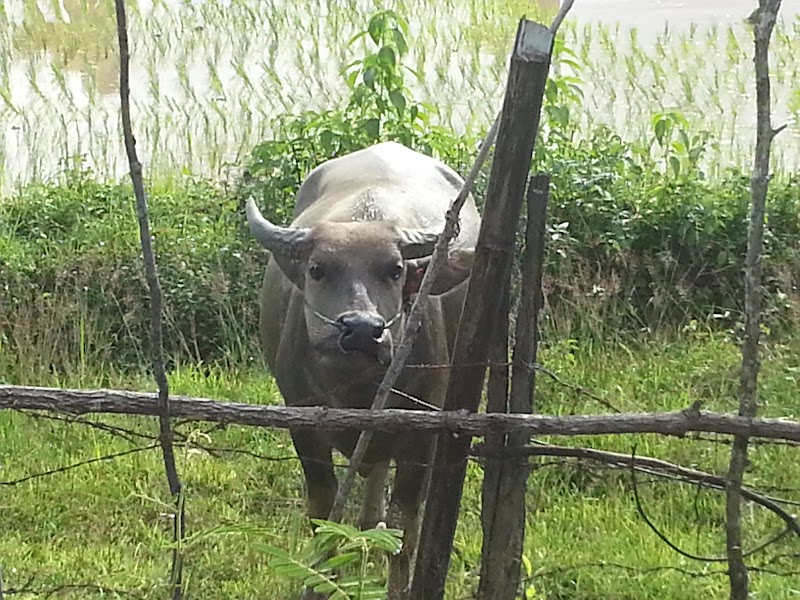 Muang Champassak - Muang Champassak, Laos