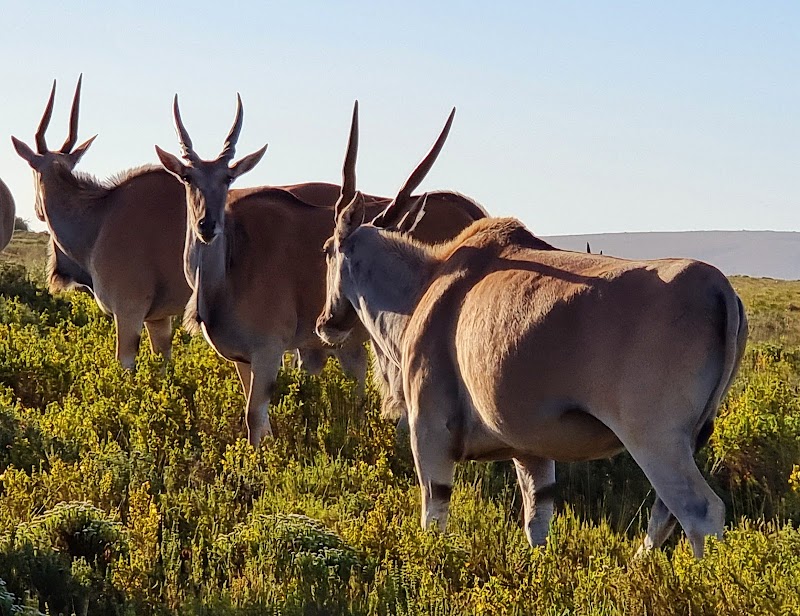De Hoop Nature Reserve - De Hoop Nature Reserve, Potberg, 6740, South Africa