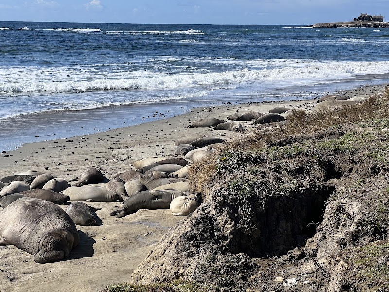 Año Nuevo State Park - Año Nuevo State Park 1 New Years Creek Rd, Pescadero, CA 94060, USA