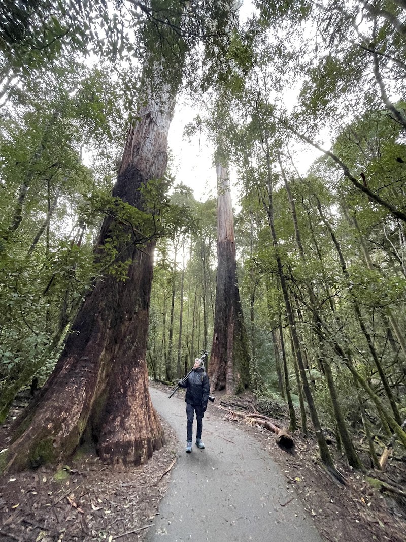 Russell Falls - Russell Falls, National Park TAS 7140, Australia