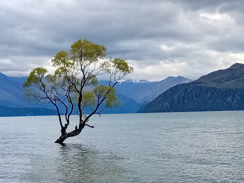 That Wanaka tree
