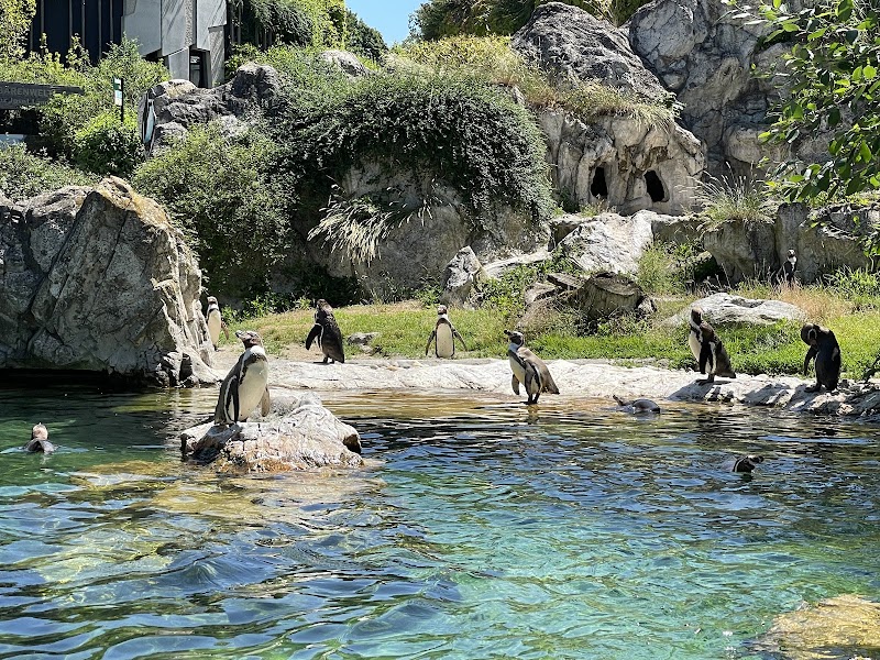 Schönbrunn Zoo - Schönbrunn Zoo, Maxingstraße 13b, 1130 Wien, Austria