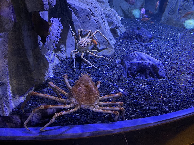 Dubai Aquarium & Underwater Zoo - Dubai Aquarium & Underwater Zoo Dubai - Burj Khalifa - Downtown Dubai - Dubai - United Arab Emirates