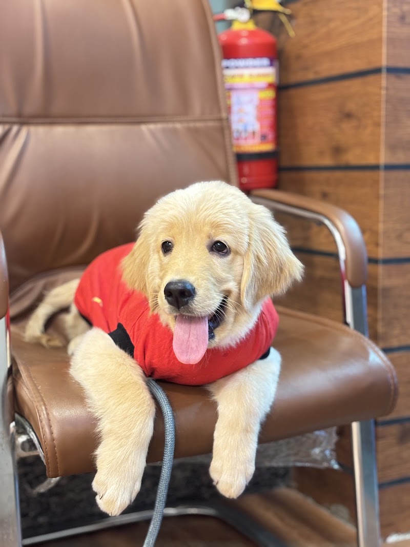 Dogs For Sale Bangalore (Dogs Paradise) - Dogs For Sale Bangalore (Dogs Paradise) 23, 5th Cross, Narayanappa Block, Anjenappa Block, Benson Town, Bengaluru, Karnataka 560046, India