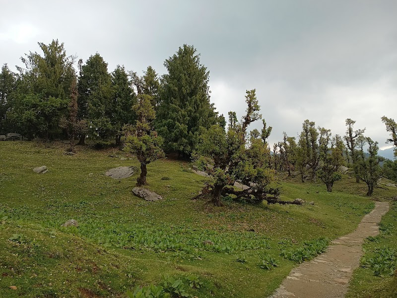 Churdhar Trek point - Churdhar Trek point, RC99+6P, Nohra, Bhog Batewari, Himachal Pradesh 173104, India