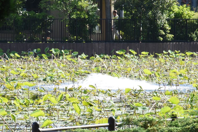 Shinobazuno Pond - Shinobazuno Pond Shinobazuno Pond, 3 Uenokoen, Taito City, Tokyo 110-0007, Japan