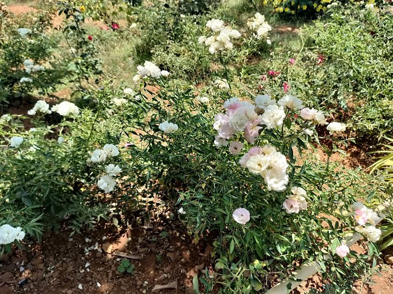 Rose Garden - Rose Garden HQH2+V4C, Saputara, Gujarat 394720, India