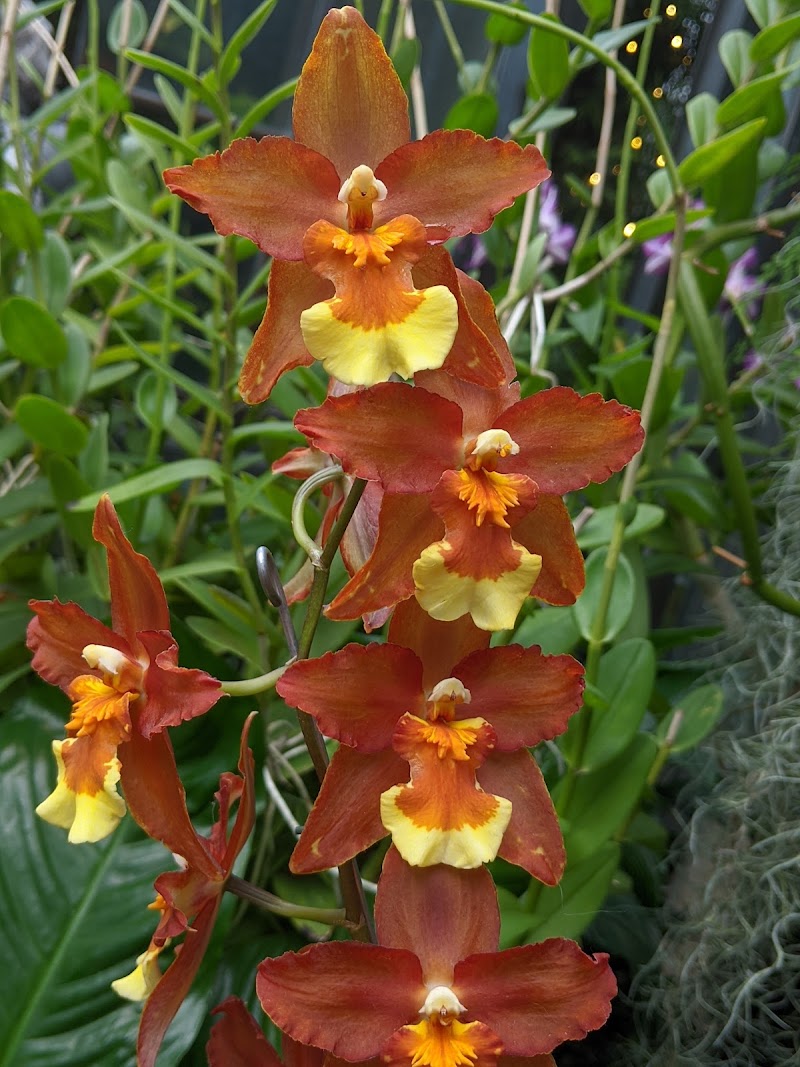 Orchid House - Orchid House Kennett Square, PA 19348, USA