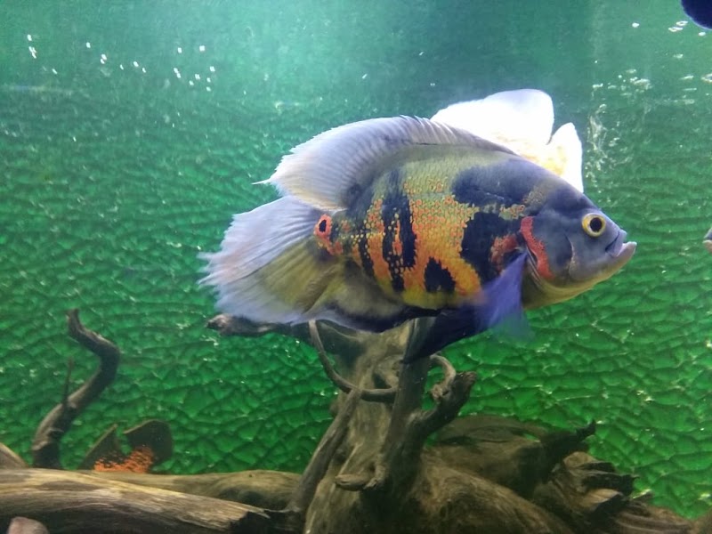 Jawahar Aquarium - Jawahar Aquarium, F35F+9FW, Mall Rd, The Mall Road, Mussoorie, Uttarakhand 248179, India