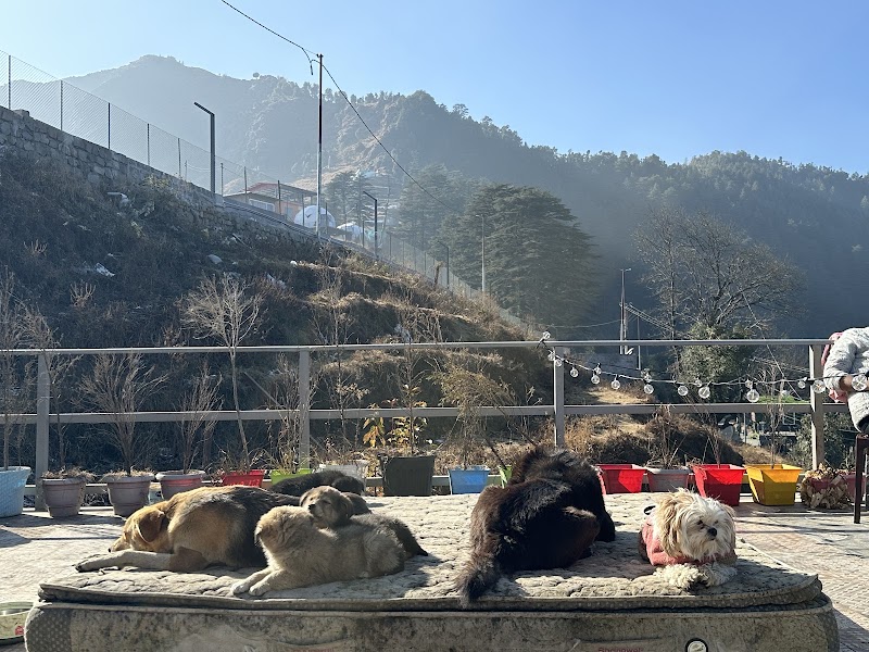 Dhanaulti Village Resort - Dhanaulti Village Resort C6HM+HP5, Chamba - Mussoorie Rd, Dhanolti, Uttarakhand 249180, India