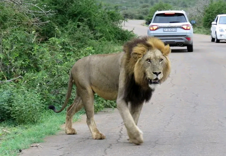 Kruger Wildlife Safaris - Kruger Wildlife Safaris, Pretoriuskop Rest Camp, Kruger National Park, 1350, South Africa