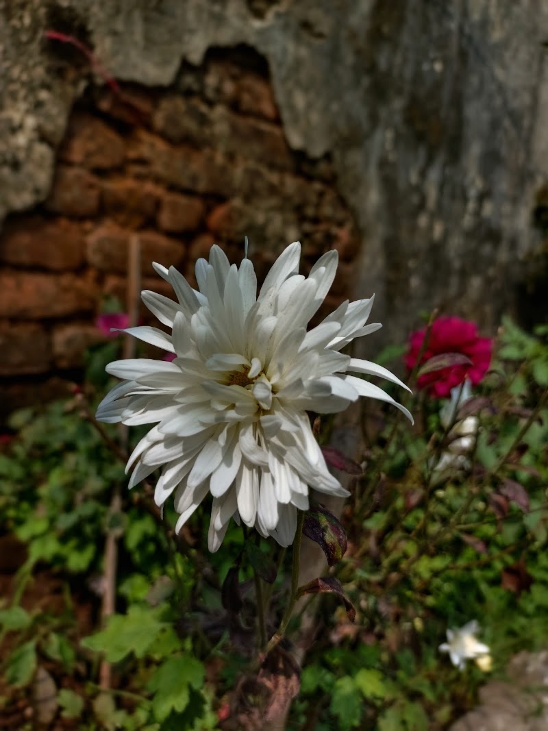 Koteswar sahukar hous - Koteswar sahukar hous, MH4V+PCG, Sanabankili, Odisha 765020, India