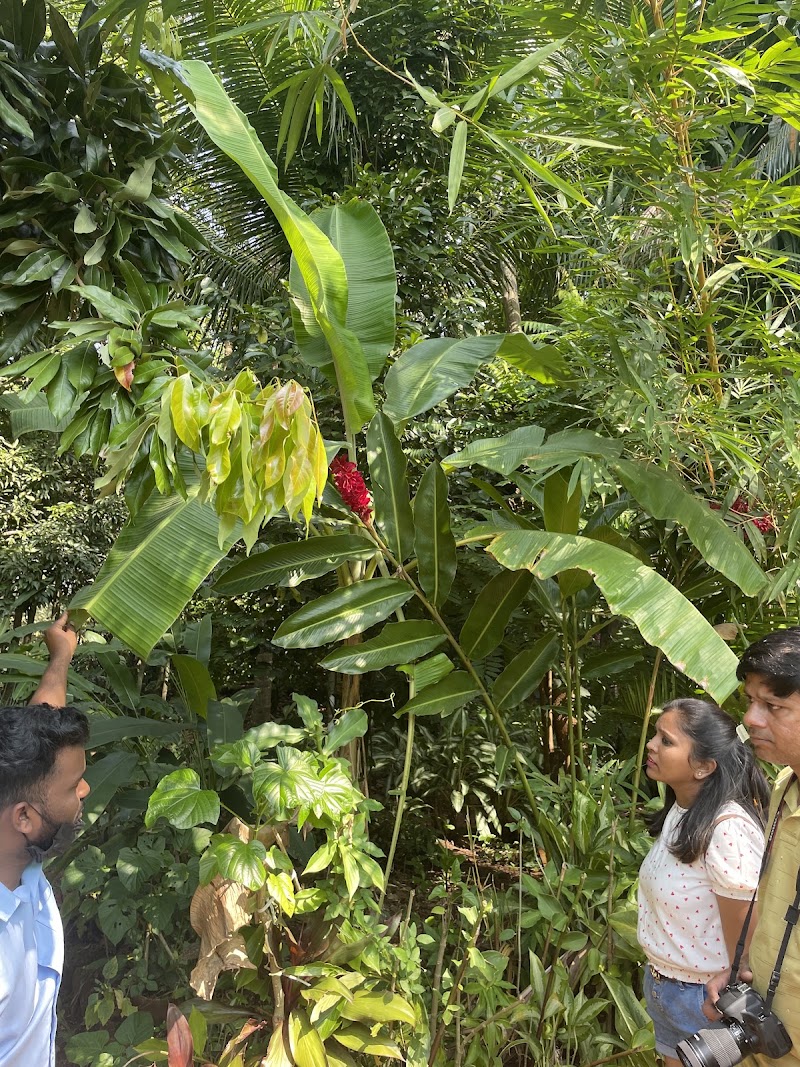 Tropical Spice Plantation - Tropical Spice Plantation H.No. A-14, Arla Bazar, Ponda, Keri, Goa 403404, India