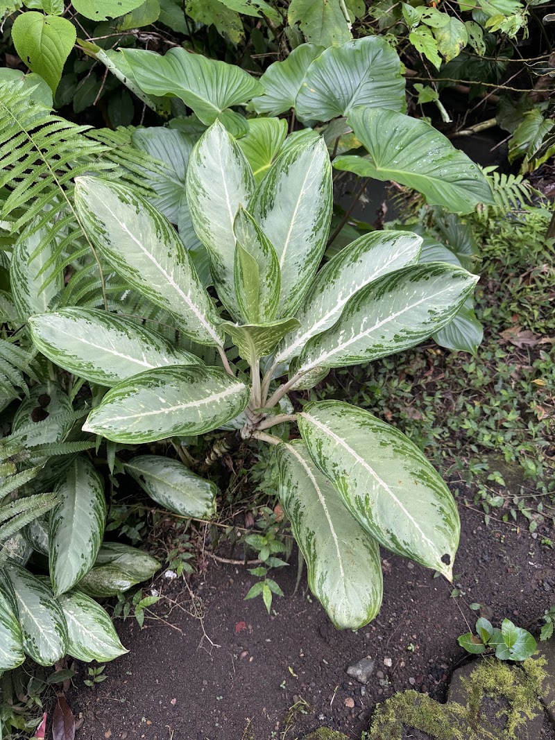 Penestanan​ stairs - Penestanan​ stairs, F7W3+P33, Jl. Raya Campuan, Sayan, Kecamatan Ubud, Kabupaten Gianyar, Bali 80571, Indonesia