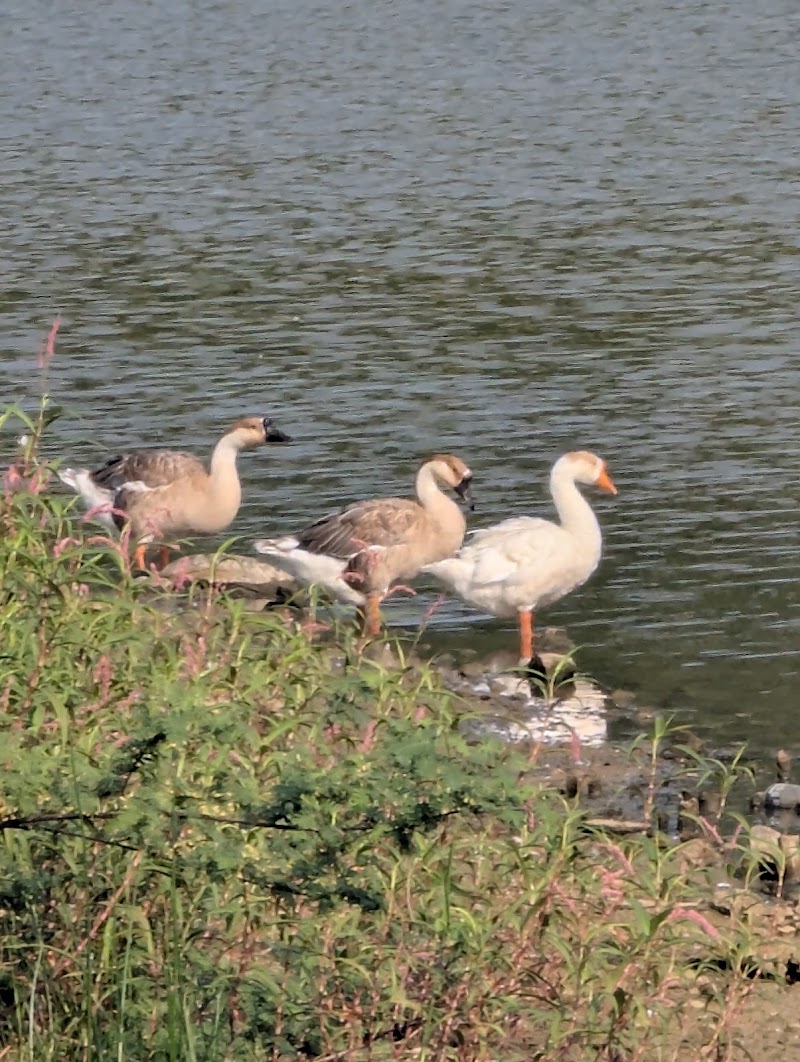 Sankey Tank Park - Sankey Tank Park 2H5F+F2F, Sankey Tank Trail, Kodandarampura, Malleshwaram, Bengaluru, Karnataka 560080, India