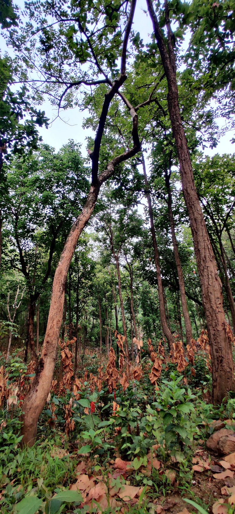 Ramgarh Valley Fall - Ramgarh Valley Fall, HG8J+6CX, Ganrke, Jharkhand 825101, India