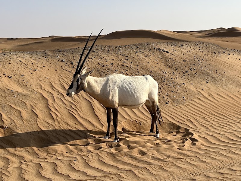 Platinum Heritage Desert Camp - Platinum Heritage Desert Camp, RJJF+6M Murqquab - مرقب - دبي - United Arab Emirates