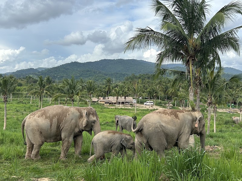 Pattaya Ethical Elephant Tour (Living Green Elephant Sanctuary) - Pattaya Ethical Elephant Tour (Living Green Elephant Sanctuary) 524 Soi Buakhao, Muang Pattaya, Amphoe Bang Lamung, Chang Wat Chon Buri 20150, Thailand
