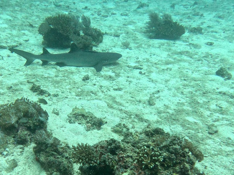 Monad Shoal