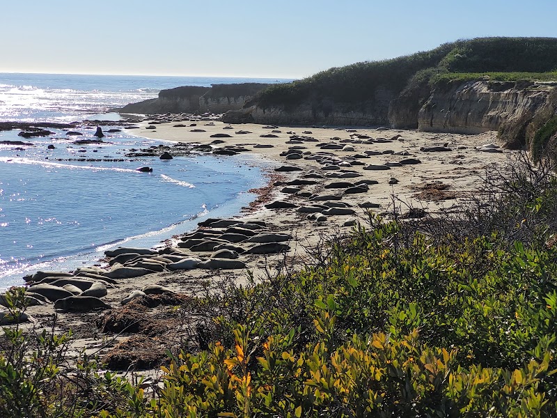 Año Nuevo State Park - Año Nuevo State Park 1 New Years Creek Rd, Pescadero, CA 94060, USA