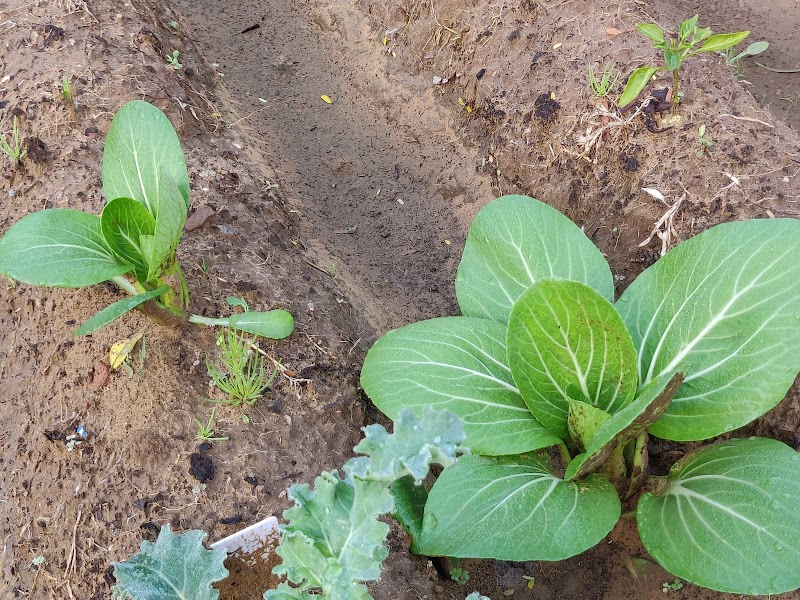 The Good Community Farm - The Good Community Farm Chowk, Gurgaon - Farukhnagar Rd, Budhera, Chandu, Gurugram, Haryana 122505, India