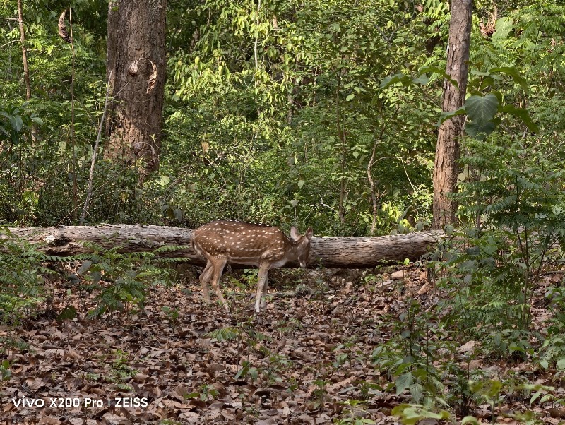 Jim Corbett Safari - Jim Corbett Safari Jim Corbett National Park, Ramnagar, Uttarakhand 244715, India