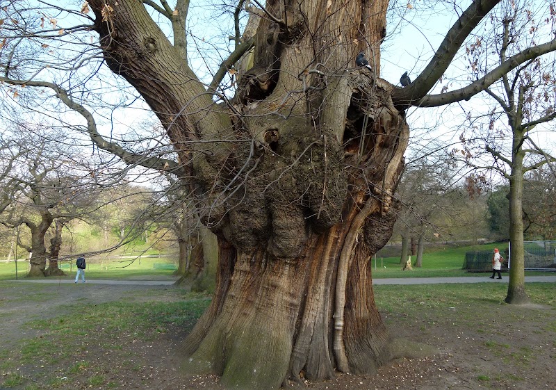Queen Elizabeth I Oak - Queen Elizabeth I Oak London SE10 9NN, UK