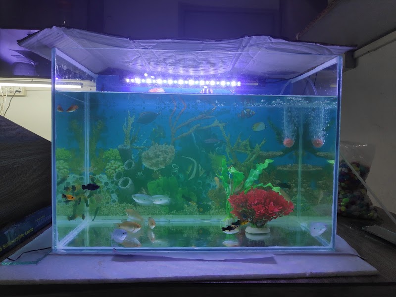 Shark Tank Pet Shop - Shark Tank Pet Shop, Infront of C, N.I. Church , Mission, Sagundungari, Odisha 766107, India