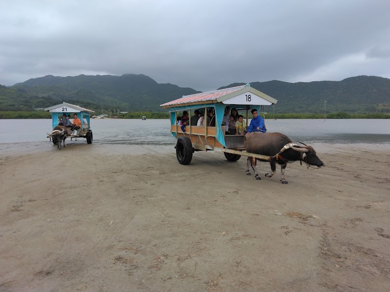 Yubu Island Water Buffalo Cart - Yubu Island Water Buffalo Cart Japan, 〒907-0011 Okinawa, Yaeyama District, Ishigaki, 八島町２丁目724°20'52. 123°55'59.