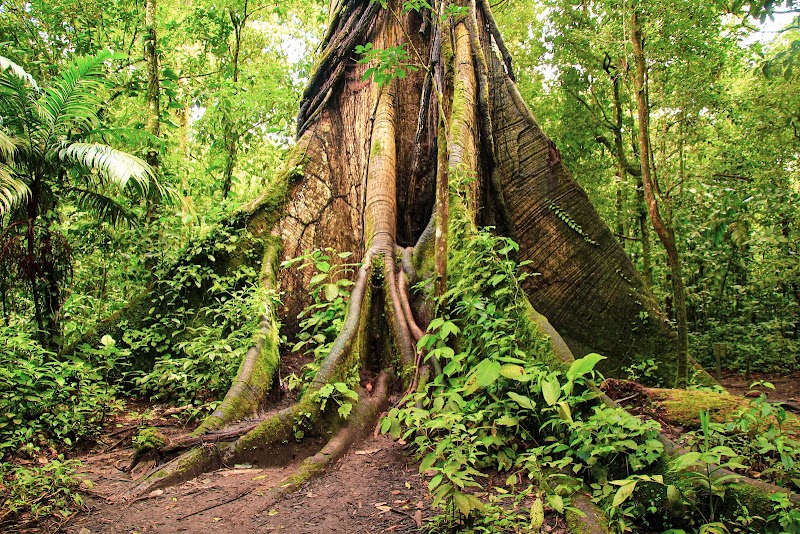 Parque Nacional Volcán Arenal - Parque Nacional Volcán Arenal, F76C+FPQ, Alajuela Province, El Castillo, La Fortuna, Costa Rica