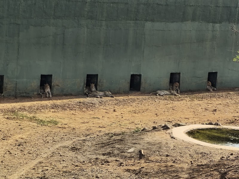 Gir Interpretation Zone (Devaliya Park) - Gir Interpretation Zone (Devaliya Park), Safari Rd, Sandhbeda, Gujarat 362260, India
