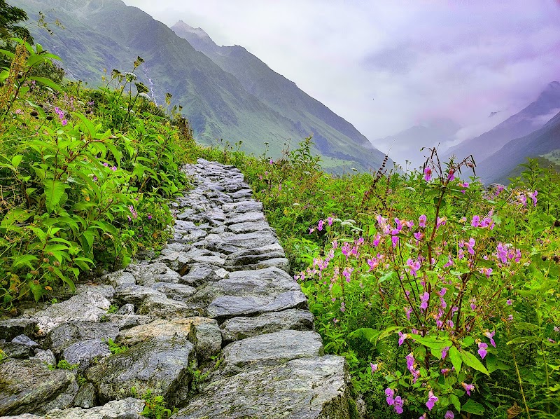 Valley of Flowers, The Paradise on Earth - Valley of Flowers, The Paradise on Earth PH4W+F96, Ghangaria - Valley of Flowers Trek Rte, Ghangaria, Uttarakhand 246443, India