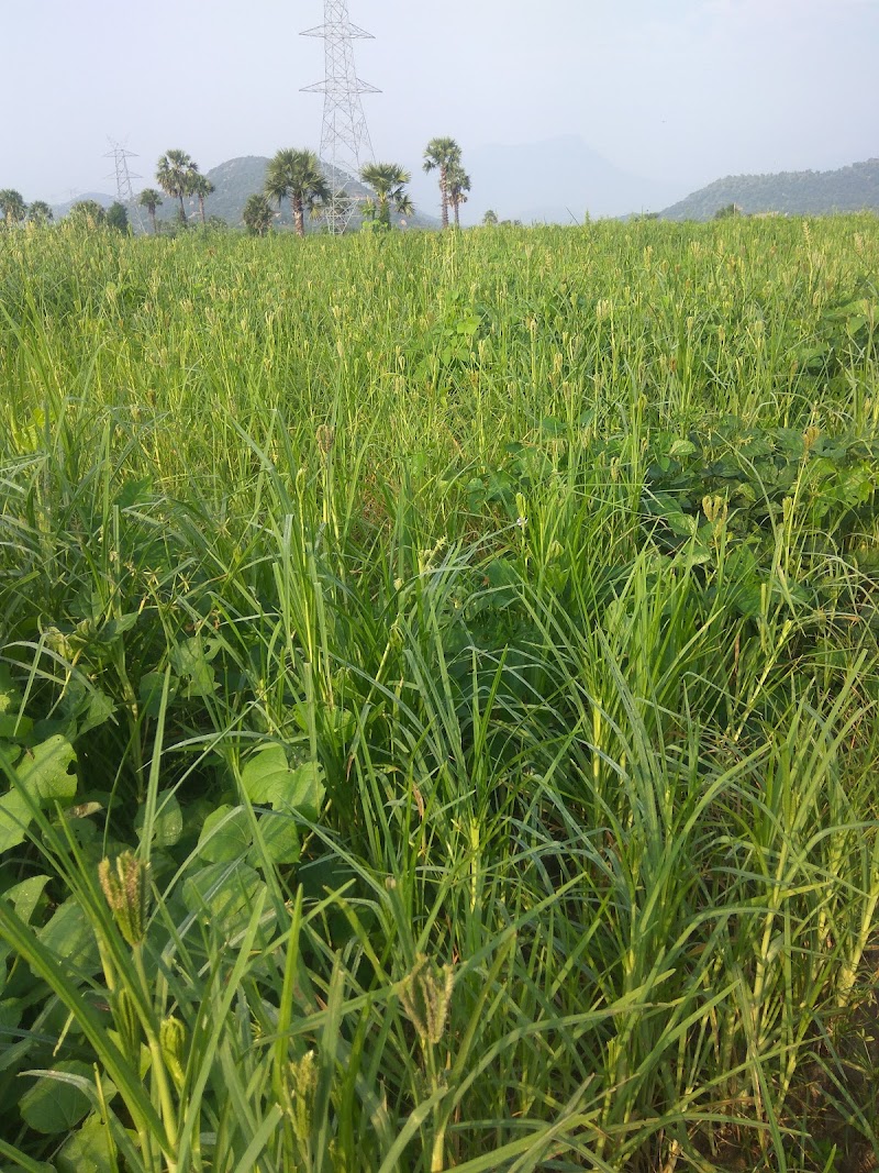 Pennagaram - Pennagaram, Tamil Nadu 636810, India