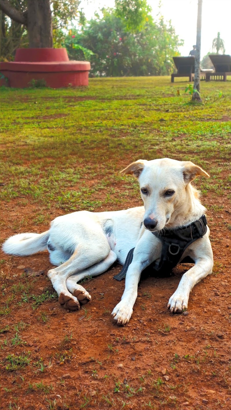 Olaulim Backyards - Olaulim Backyards, Olaulim, North Goa, Olaulim, Goa 403523, India