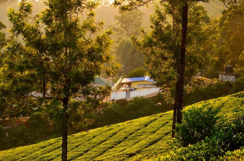 Munnar valley view - Munnar valley view near Magistrate Court, Devikulam, Munnar, Devikulam, Kerala 685613, India