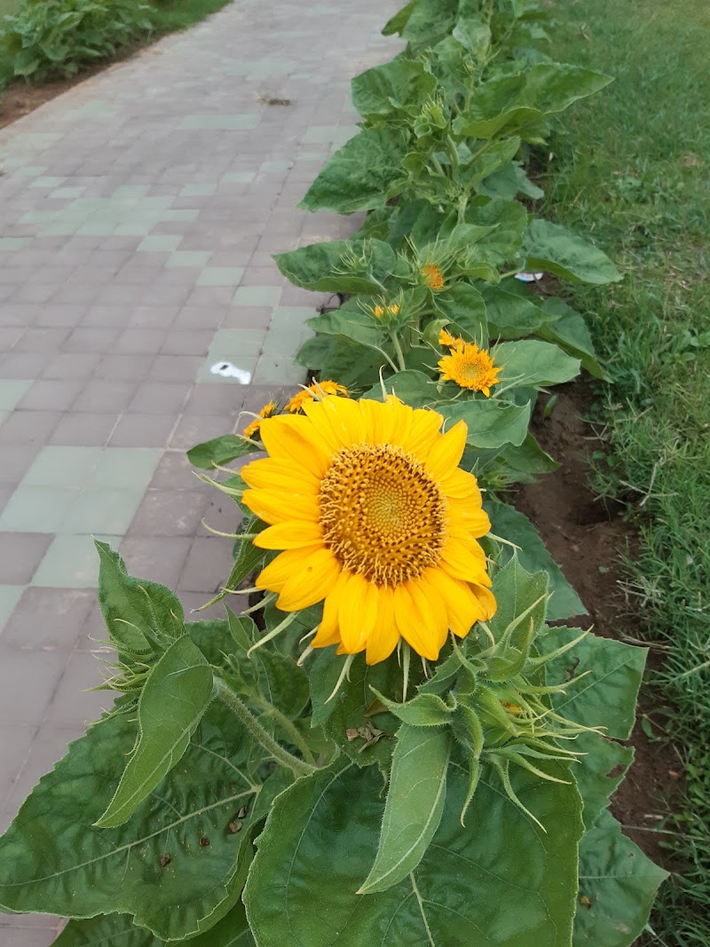 Rose Garden - Rose Garden, 48P4+V7Q, NTPC Twp Sipat, Chhattisgarh 495555, India