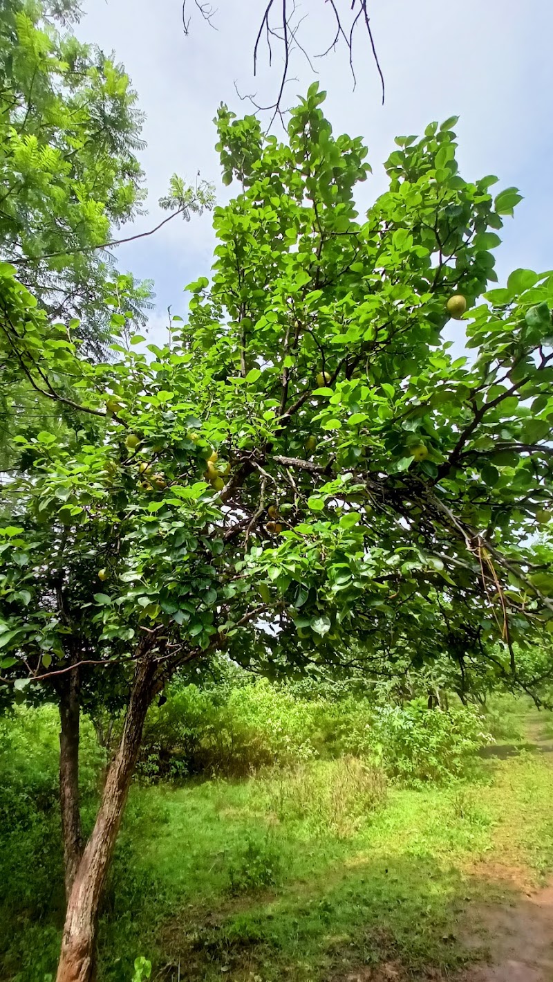 Naspati garden - Naspati garden F7W6+WW5, near upperr ghagri, Netarhat, Jharkhand 835218, India