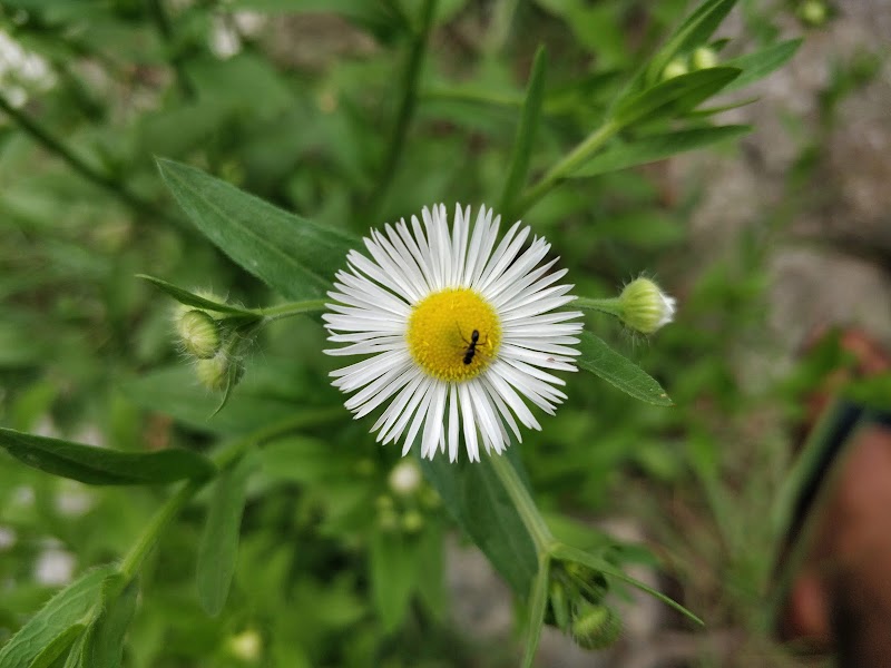 Gushaini, Market - Gushaini, Market Unnamed Road, Pekhri, Himachal Pradesh 175123, India