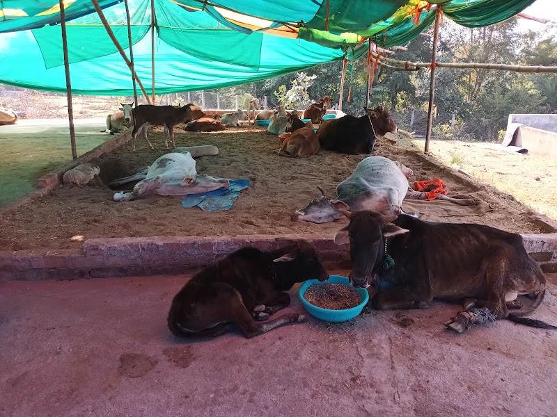Gau seva dham mungeli - Gau seva dham mungeli, 3M2V+J79, Gaushala, Ramgarh, Chhattisgarh 495334, India