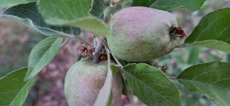 PANDAV APPLE ORCHARD - PANDAV APPLE ORCHARD, Pandav Niwas,VPO Sullah, Sullah, Majhakra, Himachal Pradesh 176085, India
