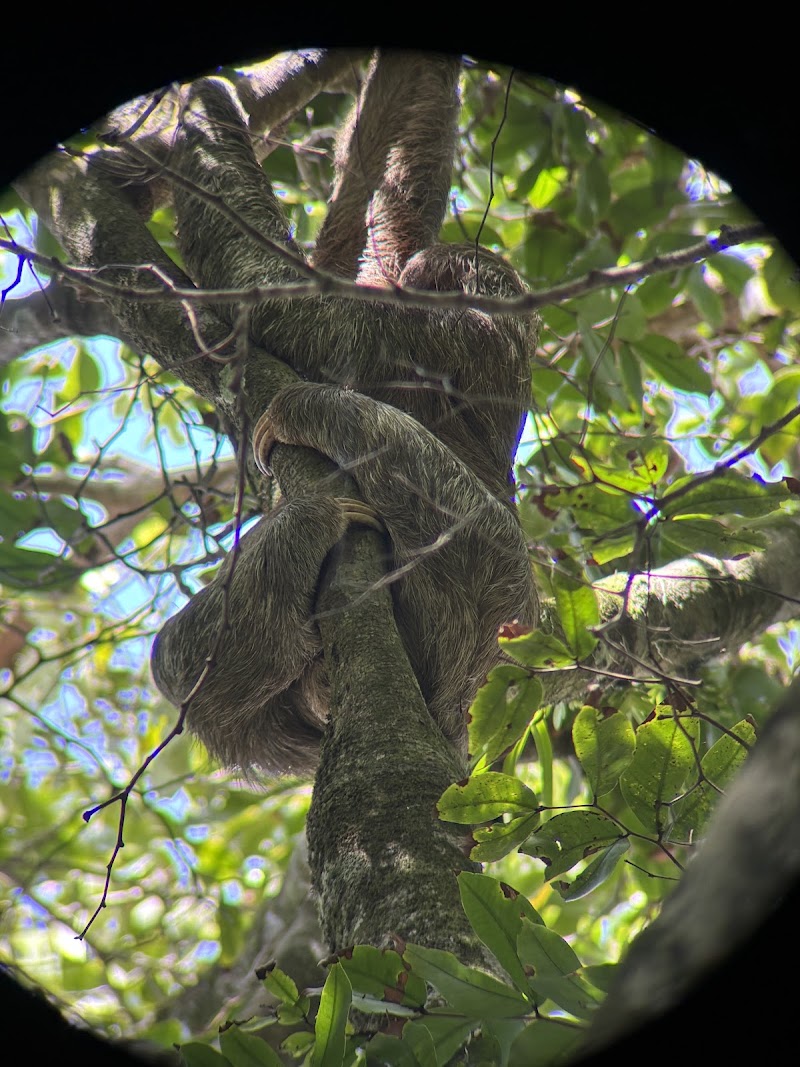 Manuel Antonio National Park | Hola Nature | Guided Wildlife and Beach Tours - Manuel Antonio National Park | Hola Nature | Guided Wildlife and Beach Tours, Next to Manuel Antonio National Park, Provincia de Puntarenas, Manuel Antonio, 60601, Costa Rica