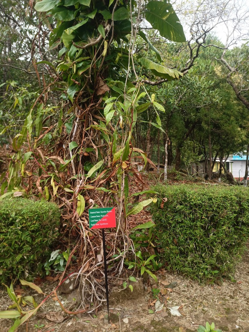 Thangkharang Park - Thangkharang Park Sohra, Thangkharang Rd., Meghalaya 793108, India