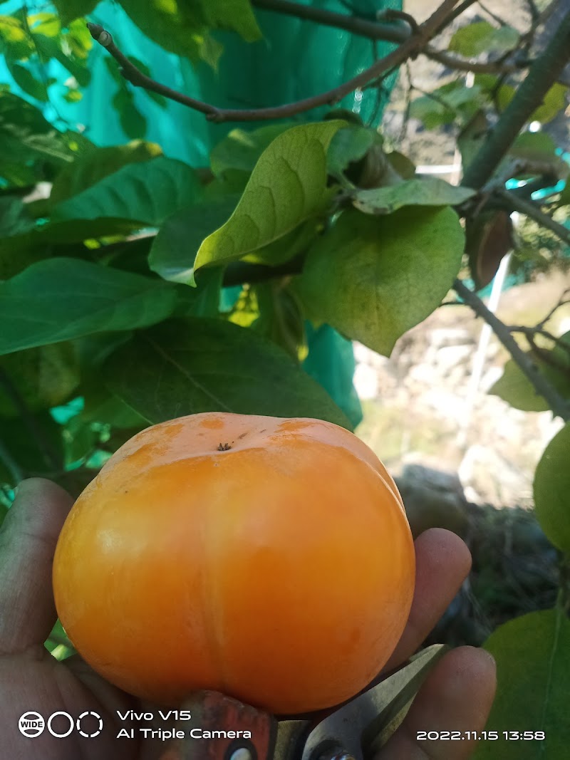 K S Orchards - K S Orchards, Sajla Bihal, Manali, Himachal Pradesh 175143, India