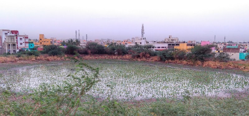 Lotus Pond
