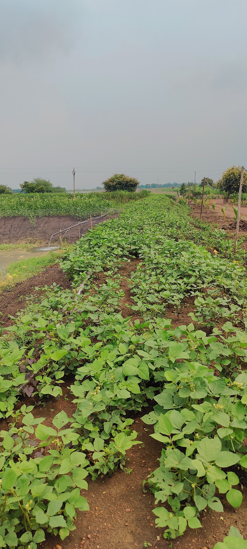 Daniel & Das integrated farm - Daniel & Das integrated farm, 6474+C5X, Jalbandha Road, Chhattisgarh 491444, India