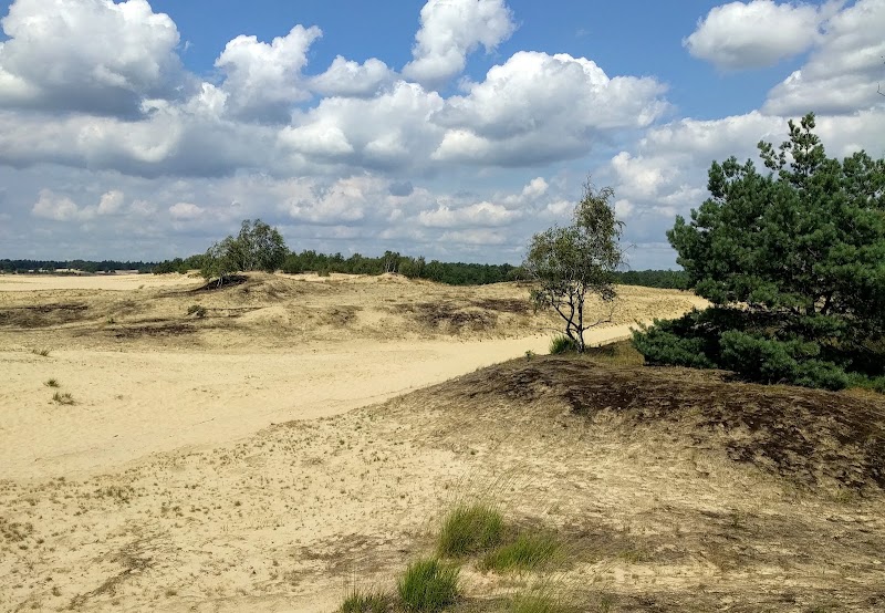 The Loonse and Drunense Duinen National Park