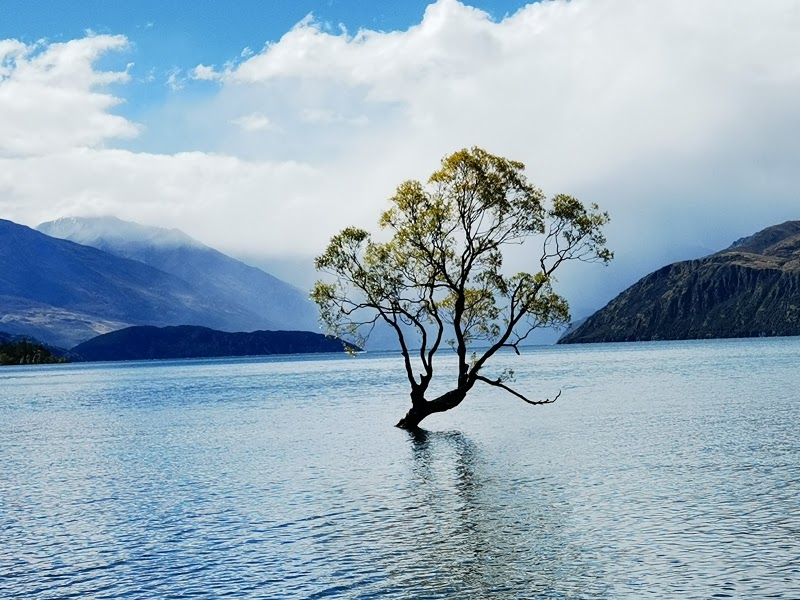 That Wanaka tree - That Wanaka tree Roys Bay 59 Wanaka Mount Aspiring Road, Wānaka 9305, New Zealand