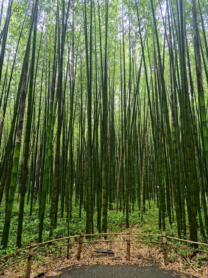 Arashiyama Bamboo Forest - Arashiyama Bamboo Forest Sagaogurayama Tabuchiyamacho, Ukyo Ward, Kyoto, 616-8394, Japan